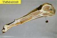 藏品(犬的前肢)的圖片